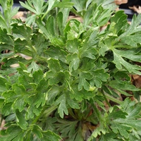 Anemone lithophila